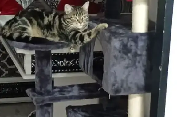 Chat perdu, Impasse Maleroubine, Nîmes - femelle tigrée - photo