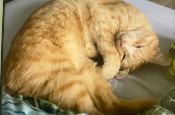 Perdu chat mâle, Pirey, Lyon - Simba craintif - photo
