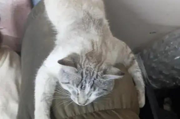 Lost male cat, Whitley Street, London - tiger striped around eyes - photo