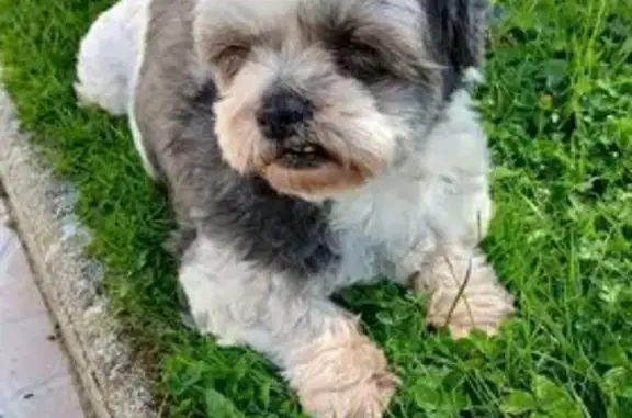 Chien trouvé Guipavas, photo: Trouvé Chien Femme, Boulevard de Coataudon, 204, Guipavas - JACY 12 ans