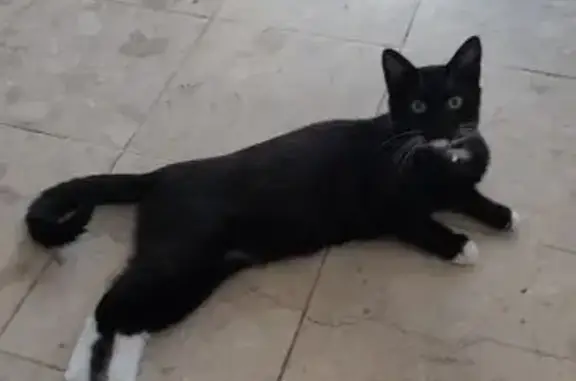 Animaux perdus Saint-Mard, photo: Chat perdu, Allée Antonio Vivaldi, Saint-Mard - chaton noir avec pattes blanches