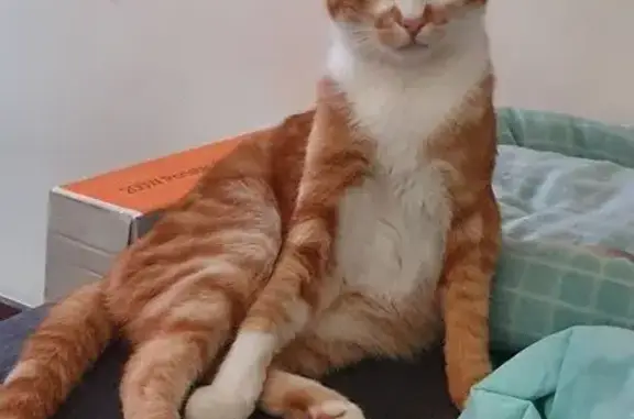 Lost male cat, Nicholson Road, Armadale - orange with a white stripe - photo
