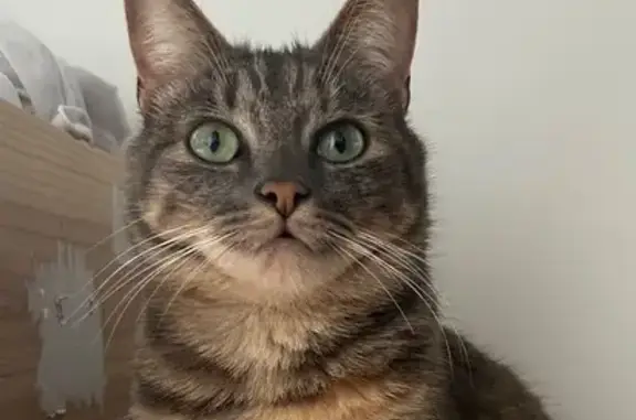 Animaux perdus Poitiers, photo: Perdu Chat, Avenue de Bernezac, 89, Saint-Palais-sur-Mer - petite chatte vive