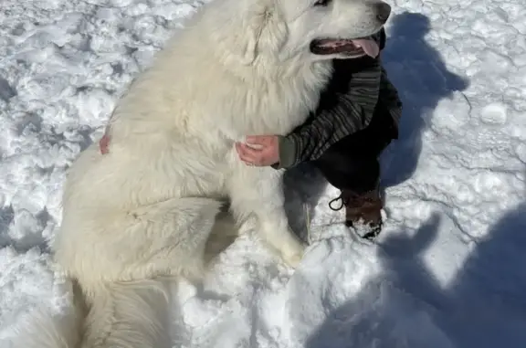 Lost male dog, York, Maine - large white fluffy - photo