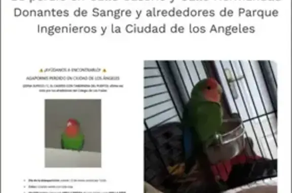 Perdido ave masculino, El Caserio, 8, Villaverde - photo