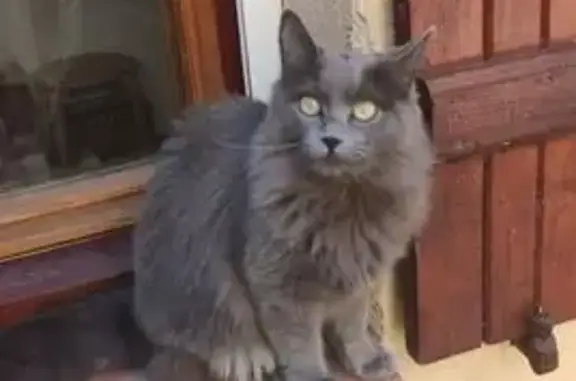 Perdu chat femelle, Portet-sur-Garonne, Beausoleil - typé maine coon - photo