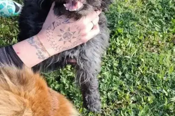 Chien trouvé Montluçon, photo: Trouvé Chien homme, Route de Clermont, Montluçon - petit chien noir
