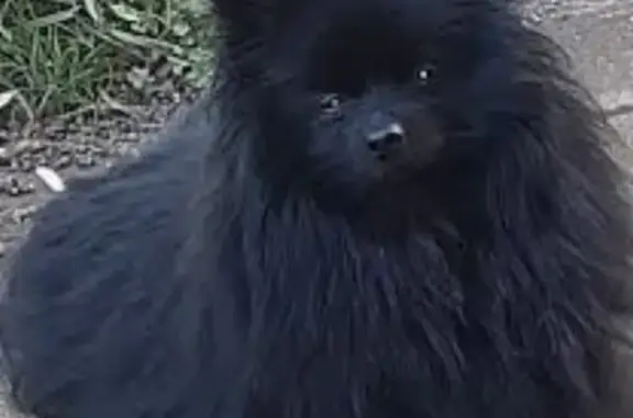 Found dog Moriches, photo: Found dog, Mirror Lane, Moriches - Black Pomeranian