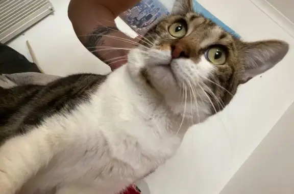 Perdu Chat, Boulevard Albert 1er, 9, Grasse - tigré et blanc - photo