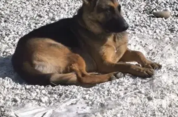 Perros perdidos, Alhaurin el Grande, foto: Perdido perro hembra, Cártama, Alhaurin el Grande - pastor alemán