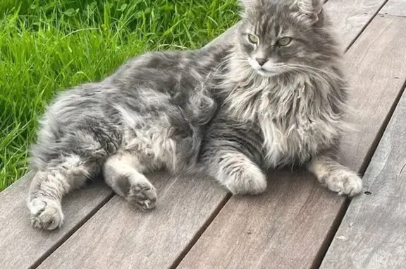 Chat perdu, Hyères, photo: Chat perdu, Chemin Saint-Lazare, Hyères - gris et blanc à poils longs