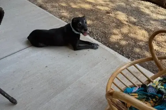 Found dog Bonne Terre, photo: Found male dog, Cedar Lake Drive, Bonne Terre