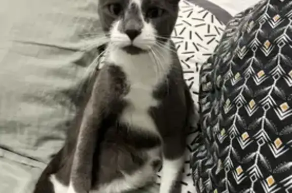 Chat perdu, Biganos, photo: Perdu chat mâle, Allée Maurice Lafon, Biganos - gris et blanc