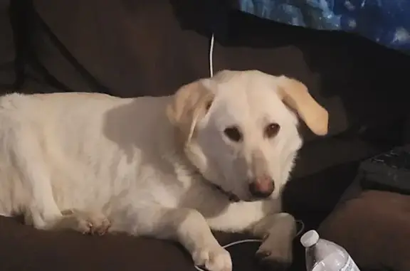 Lost female dog, Royal Street, Paragould - white with golden streaks - photo