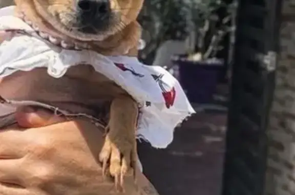 Perros perdidos, Playa del Carmen, foto: Perdido perro hembra, 35 Avenida Norte, Playa del Carmen - cola rota