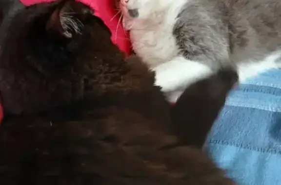 Animaux perdus Paris, photo: Perdu chat homme, Cérans-Foulletourte, Paris - gris et blanc avec barbichette