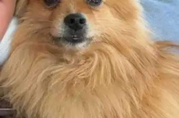 Chien perdu Valence, photo : Chien perdu, Gervans, Valence - de petite taille