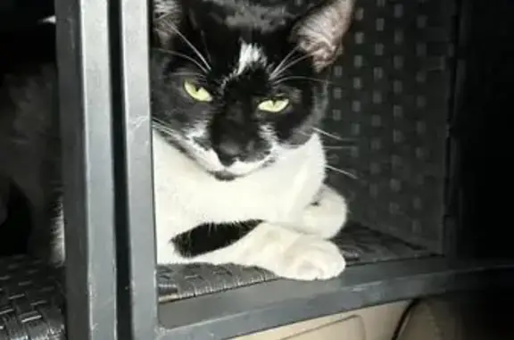 Lost female cat, Westview Drive, Coral Springs - black and white with green eyes - photo