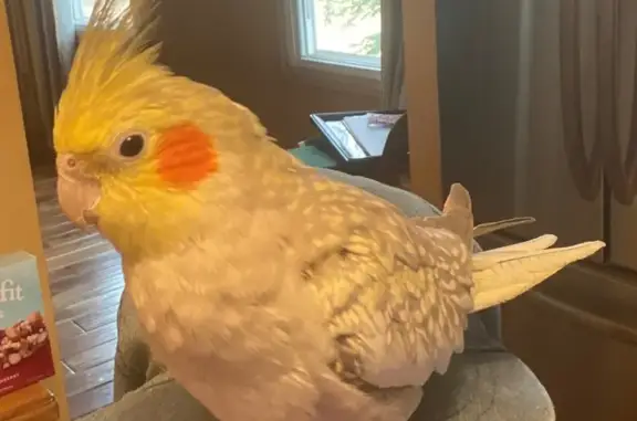 Lost pets Laporte, photo: Lost female bird, North Highway 1, 4489, Laporte - yellow and gray cockatiel