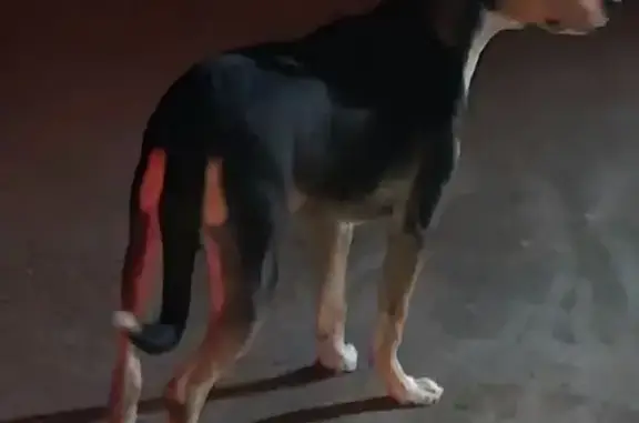 Chien trouvé Landrecies, photo: Trouvé Chien homme, Landrecies, Paris - apeuré et craintif