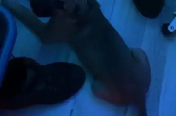 Lost male dog, Pickens Drive, Birmingham - big black paws, blue collar - photo