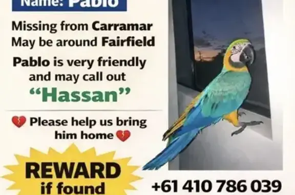 Lost male bird, Bland Street, Sydney - screams out Pablo and Hassan - photo