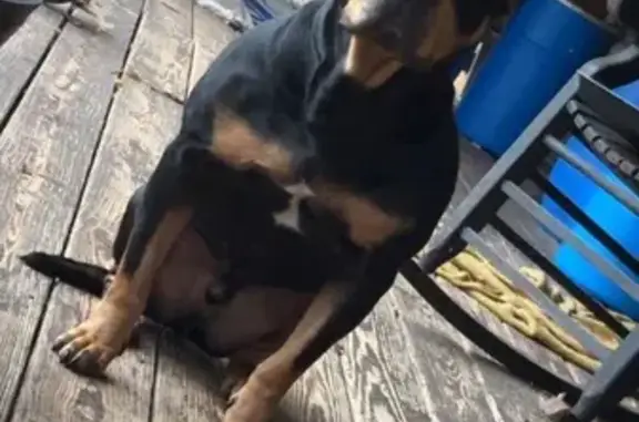 Lost male dog, Red Apple Cutoff Road, 75, Boaz - missing part of ear - photo