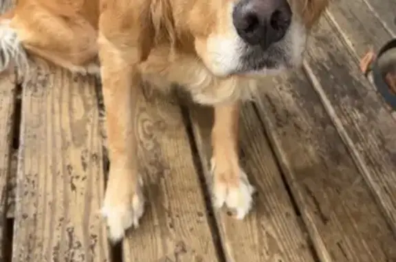 Lost Female Dog, Red Apple Cutoff Road, Boaz - shaved coat - photo