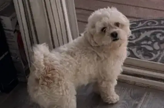 Found dog Ankeny, photo: Found male dog, Southeast Springwood Drive, Ankeny - white with no collar