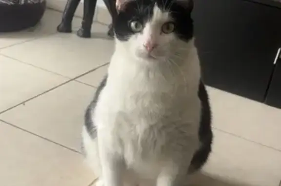 Chat perdu, Rue Buissonnière, 8, Fonbeauzard - griffures au nez - photo