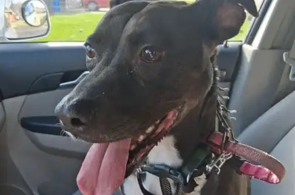 Found dog Florissant, photo: Found female dog, North Waterford Drive, Florissant - black pit bull mix
