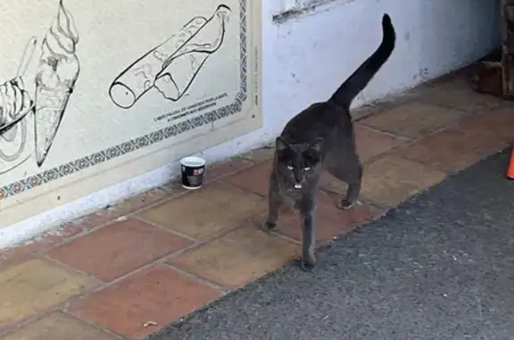 Animaux trouvés Romainville, photo: Trouvé Chat, Promenade André Ballu, Gournay-sur-Marne - couleur gris