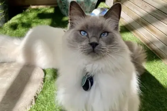 Animaux trouvés Marseille, photo: Perdu Chat, Allée Turcat Méry, Marseille - Ragdoll crème et gris
