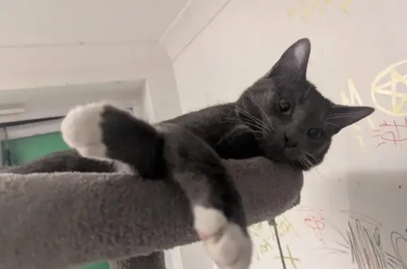 Lost male cat, High Street, Stratford - light grey with white paws - photo