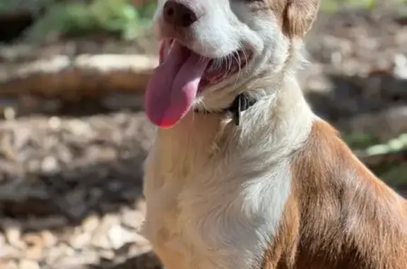 Lost Male Dog, Karsten Drive, Wahiawa - Medium Length White on Brindle Coat - photo