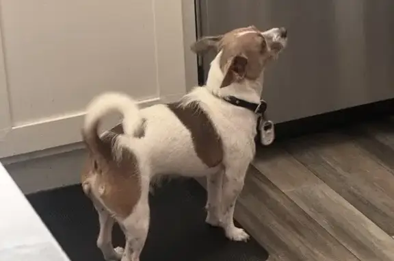 Lost male dog, Plateau Drive, Thornton - white with brown spots - photo