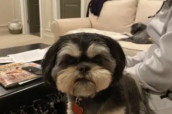 Lost Female Dog, Compass Cove Circle, Moneta - mostly black with brown trim - photo