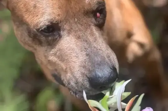 Lost male dog, Karsten Drive, Wahiawa - cherry eye in right eye - photo