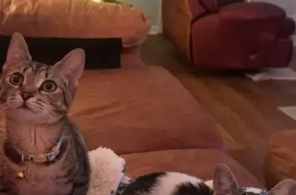 Lost female cat, King Cotton Lane, Wetumpka - blue collar with fish charm - photo