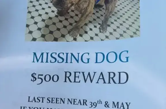 Lost male dog, Northwest 40th Street, Oklahoma City - photo