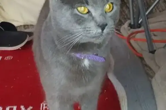 Missing cat Female, Rocky Point (usl533099) - photo