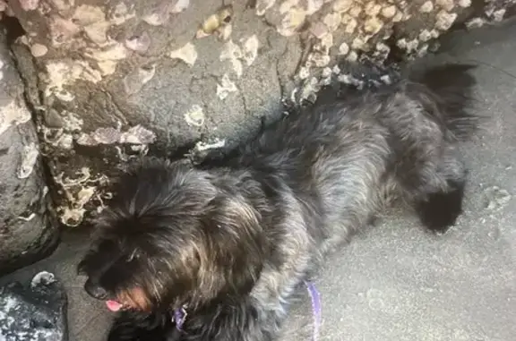 Lost male dog, Idris Court, Sunshine Coast - black fur, short stumpy legs - photo