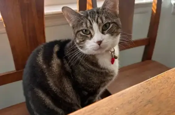 Lost female cat, Corbin Avenue, Shirley - photo