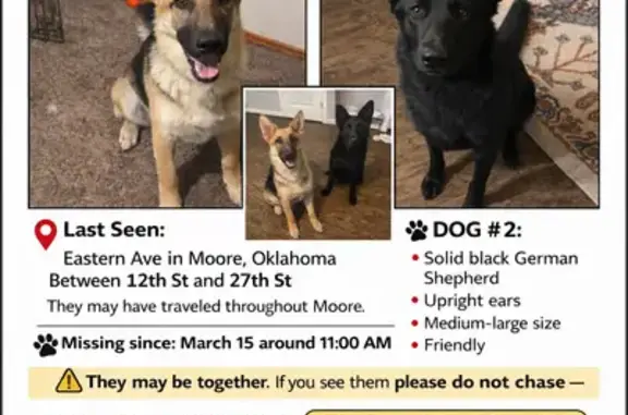 Lost female dog, Southeast 90th Street, Oklahoma City - all black German Shepard - photo