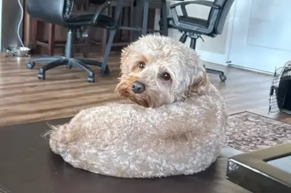 Lost male dog, Dry Creek Parkway, Springville - light tan with a dark spot - photo