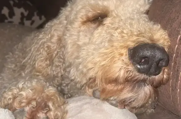 Lost male dog, Branch Road, 520, Rochelle - Chandler, a blond poodle with a limp - photo