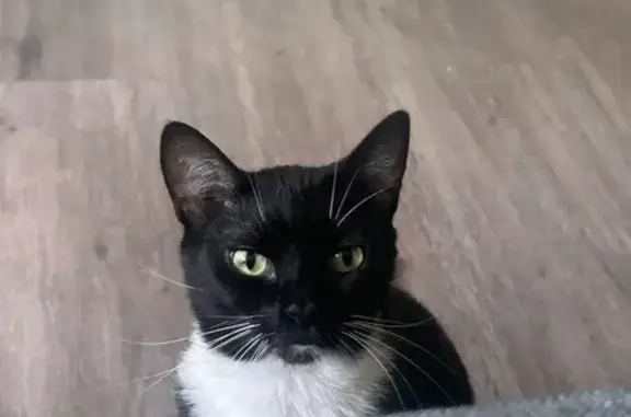 Lost pets Charlotte, photo: Lost female cat, Alexander Road, Cayce - tuxedo with white paws