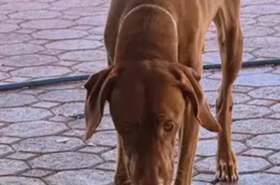 Lost female dog, Palmetto Bay, Florida - Vizla, brown and skinny - photo