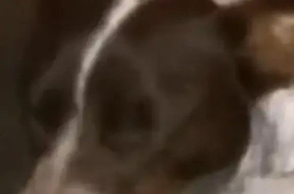 Lost female dog, Barnes Road, Canton - white with spots and brown ears - photo