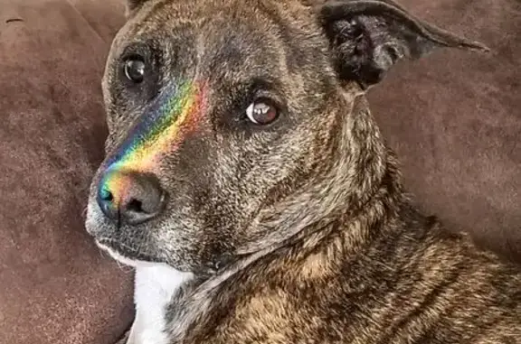 Lost female dog, Hunters Run, Colorado Springs - Staffordshire terrier, brindle coat - photo